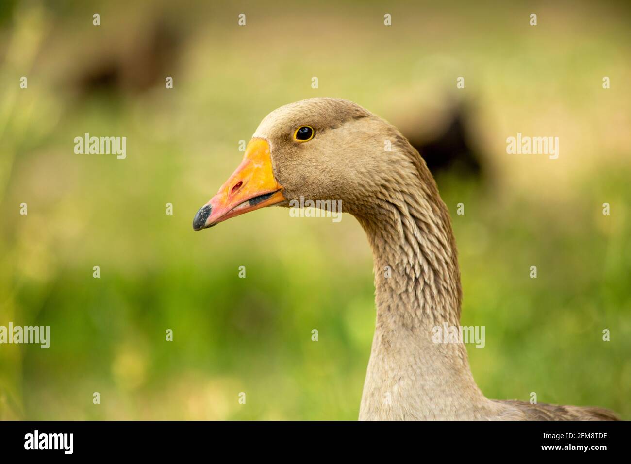 Eine Gans ist ein Vogel einer von mehreren Wasservogelarten der Familie Anatidae. Diese Gruppe umfasst die Gattungen Anser und Branta. Einige andere Vögel, die meisten Stockfoto