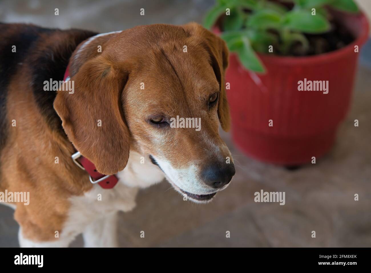 Nahaufnahme eines niedlichen weißen und braunen Beagle, der atmet Stark mit offenem  Mund Stockfotografie - Alamy