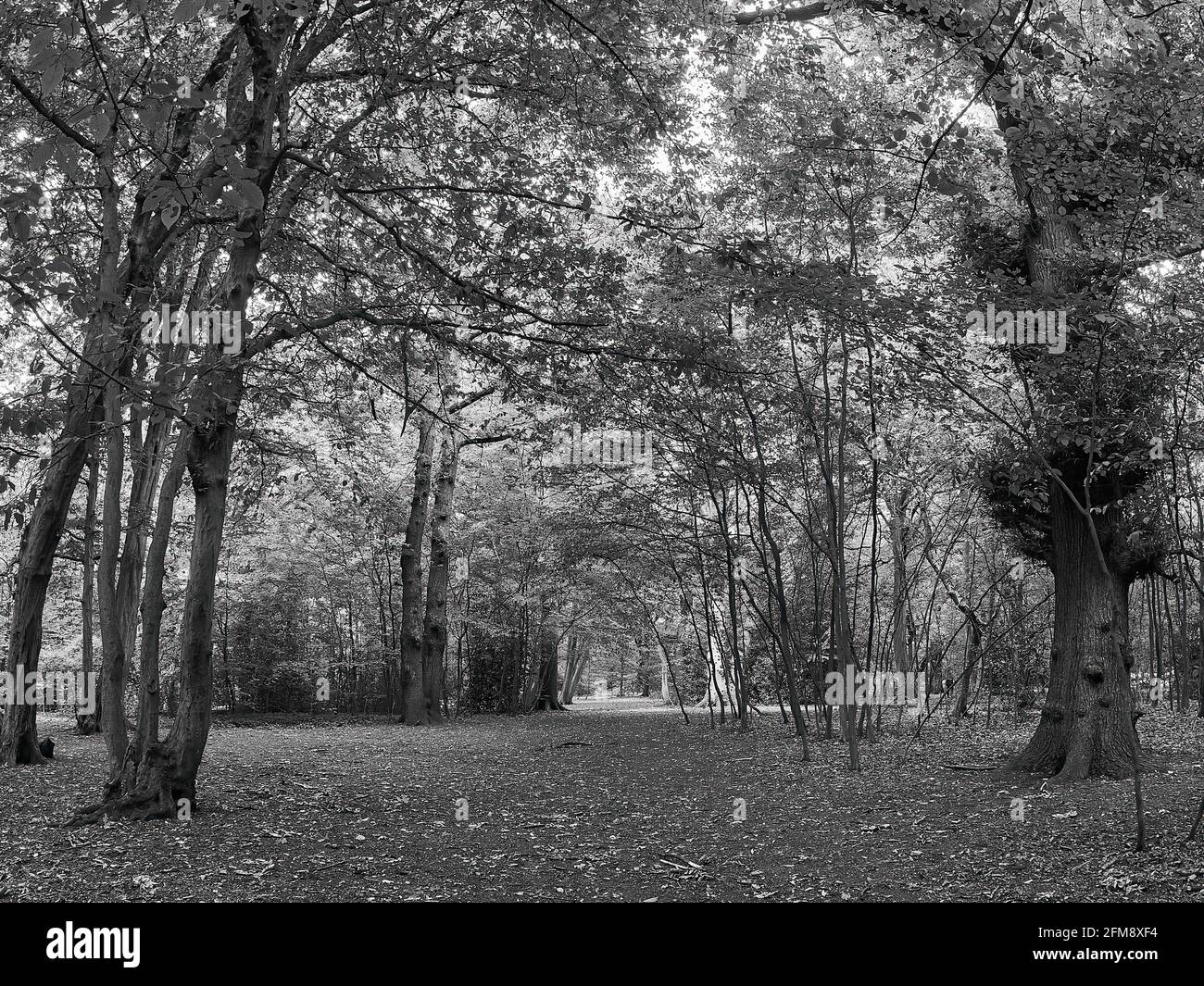 Eine Allee mit Blättern, die durch Highgate Woods verstreut ist und zum Wandern und Erkunden durch das komplizierte Gewirr von Bäumen und Ästen einlädt. Stockfoto