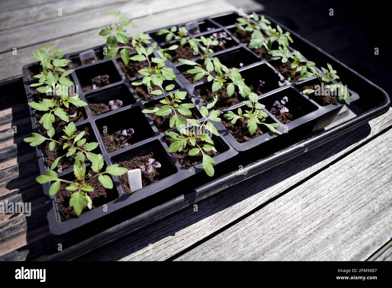 Junge Tomatenpflanzen (Solanum lycopersicum), die aus Samen in einer Samenschale wachsen, wachsen Sie selbst. Gartenanlage Stockfoto