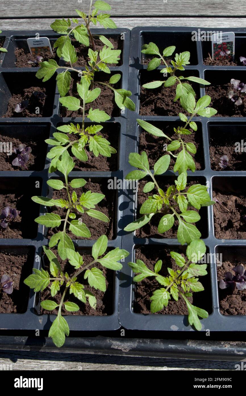 Junge Tomatenpflanzen (Solanum lycopersicum), die aus Samen in einer Samenschale wachsen, wachsen Sie selbst. Gartenanlage Stockfoto