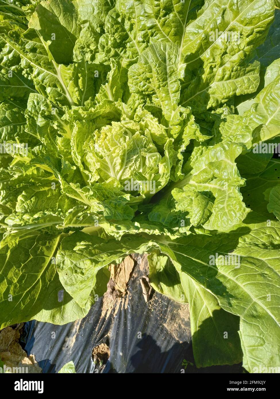 Frische Salatblätter, Nahaufnahme Stockfoto