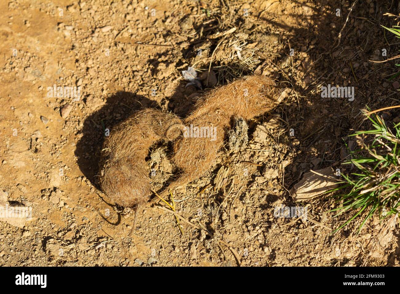 Canis lupus Kot mit Spuren von Gämsenhaaren - Natur Konzept Stockfoto