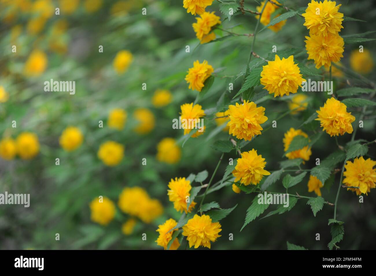 Gelbe Blumen im Garten Stockfoto