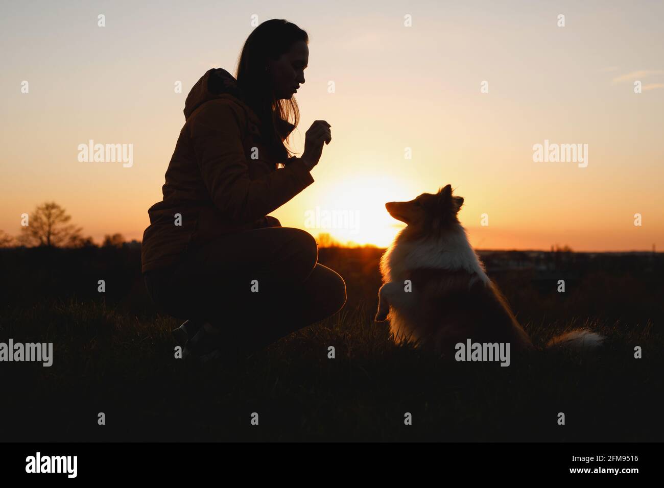 Der Besitzer trainiert seinen Hund. Die Freundschaft zwischen Haustier und Frau Stockfoto