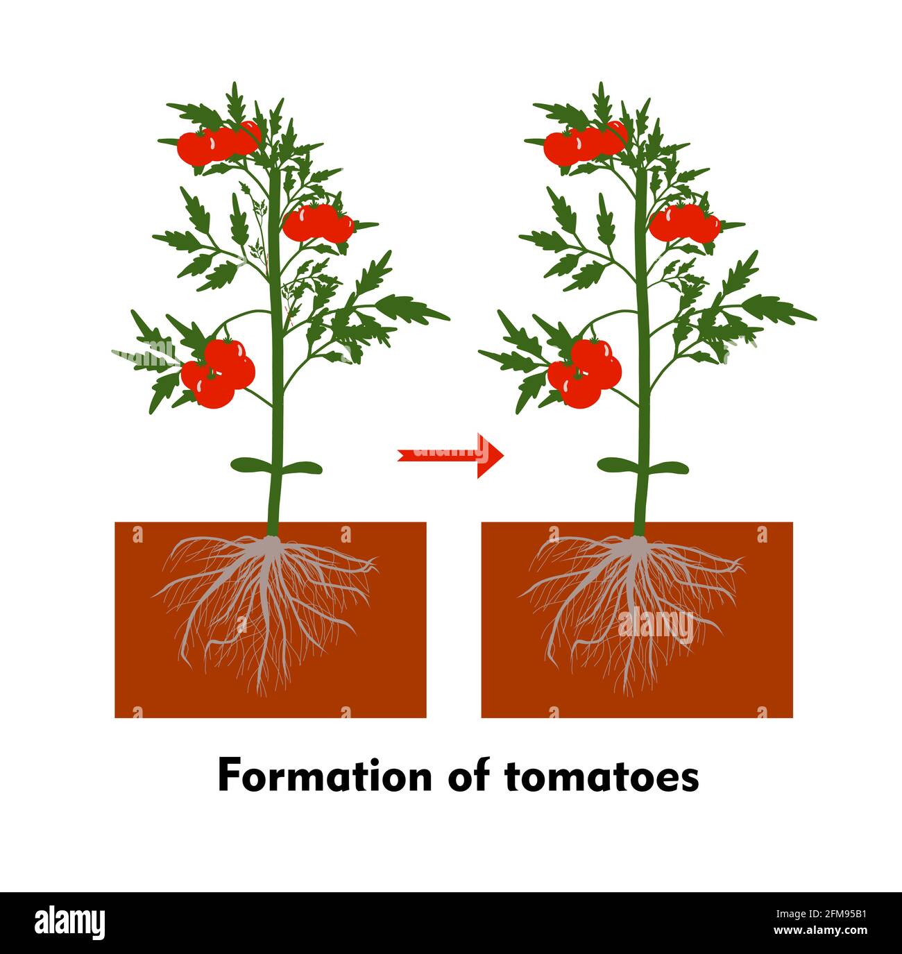 Tomaten in den Boden Pflanzen. Eine Tomate anbauen. Sämling. Ausschiffung im Gewächshaus. Technologie für den Gemüseanbau. Gartenbau. Determinant Stock Vektor
