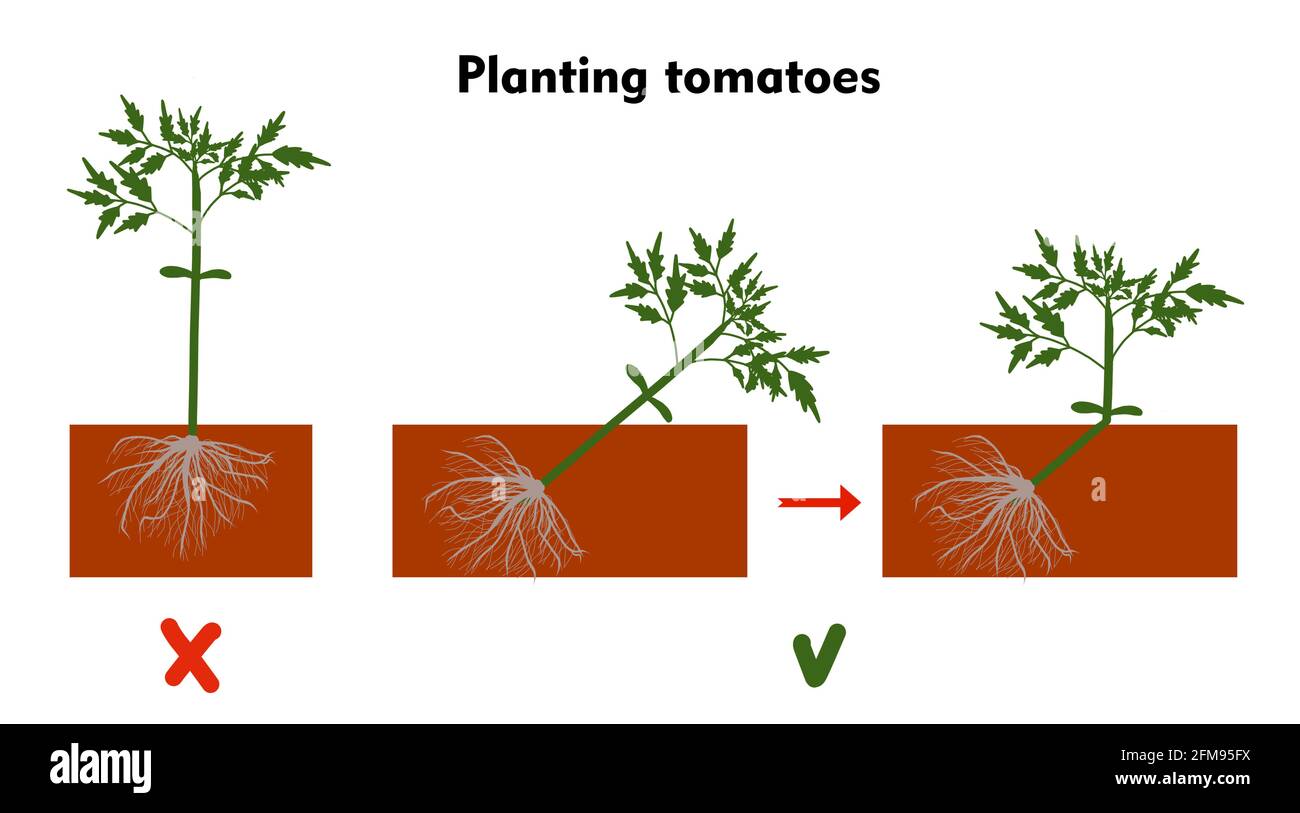 Tomaten in den Boden Pflanzen. Eine Tomate anbauen. Sämling. Ausschiffung im Gewächshaus. Technologie für den Gemüseanbau. Gartenbau. Determinant Stock Vektor