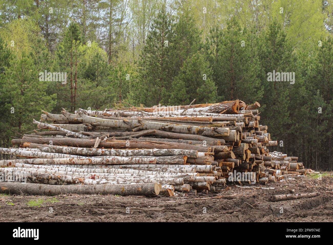 Gestapelte Baumstämme beim Holzschlag im Wald Stockfoto