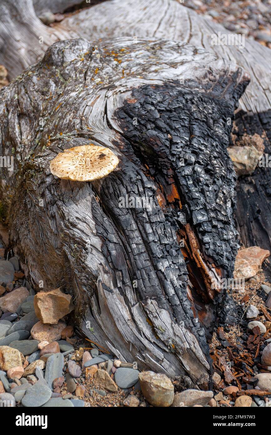 Alter trockener, dick verbrannter Baumstamm, auf dem der Pilz wächst. Vertikales Bild. Stockfoto
