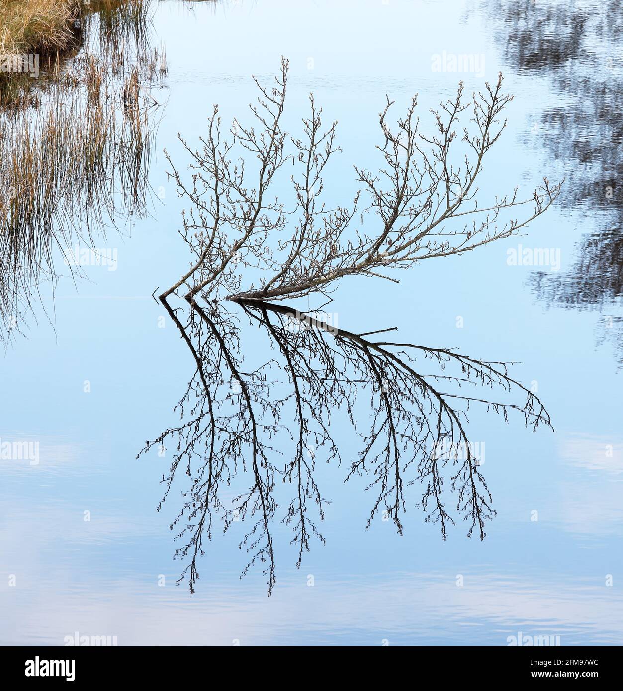 Baumzweige spiegeln sich in stillem Wasser unter einem blauen Himmel, Großbritannien Stockfoto