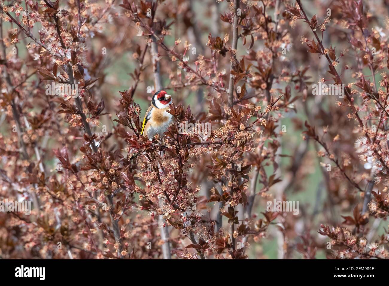 Goldfink (Carduelis carduelis) Auf einem Baumzweig mit schön verschwommenem Hintergrund Stockfoto