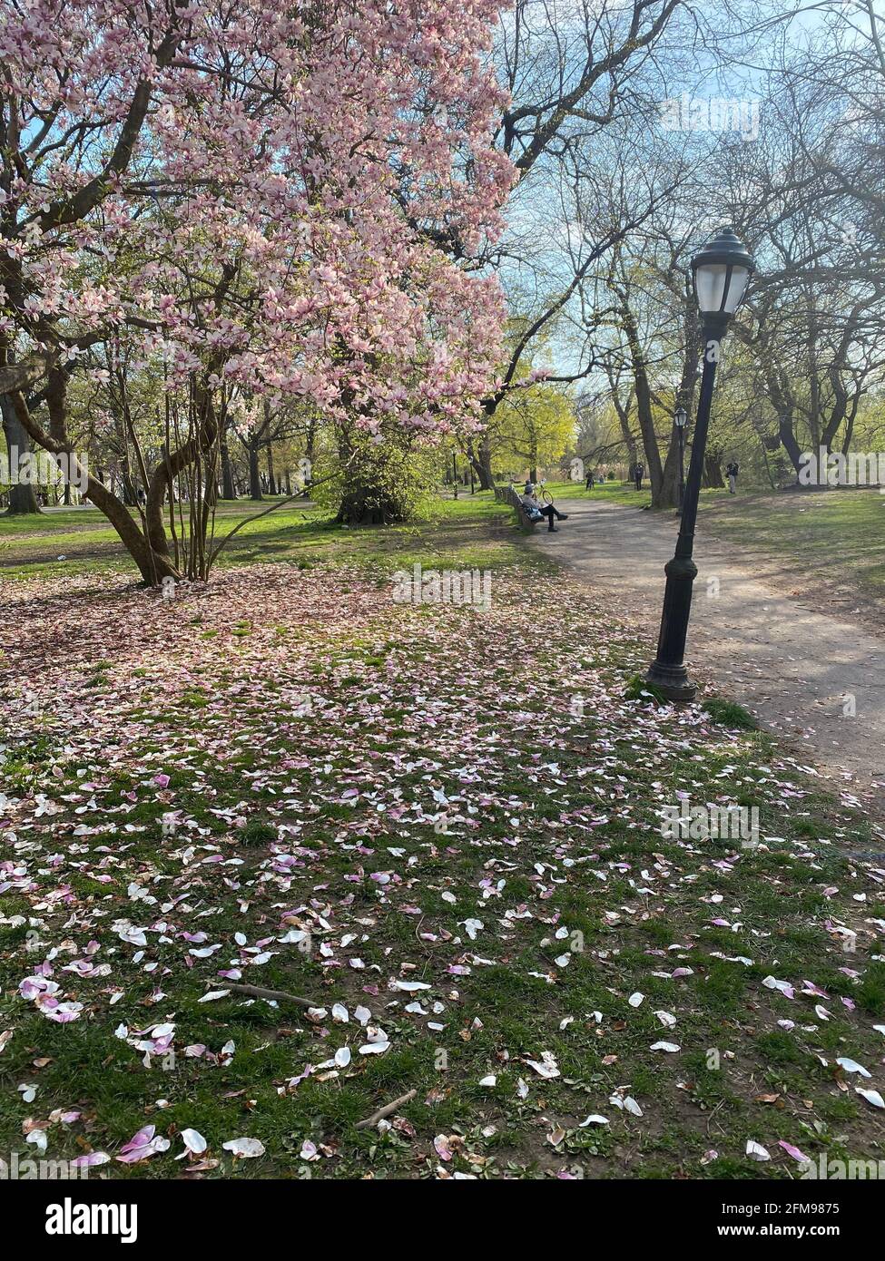 Die gefallene Magnolie blüht Ende April in der Nähe eines Spazierwegs im Prospect Park, Brooklyn, New York. Stockfoto