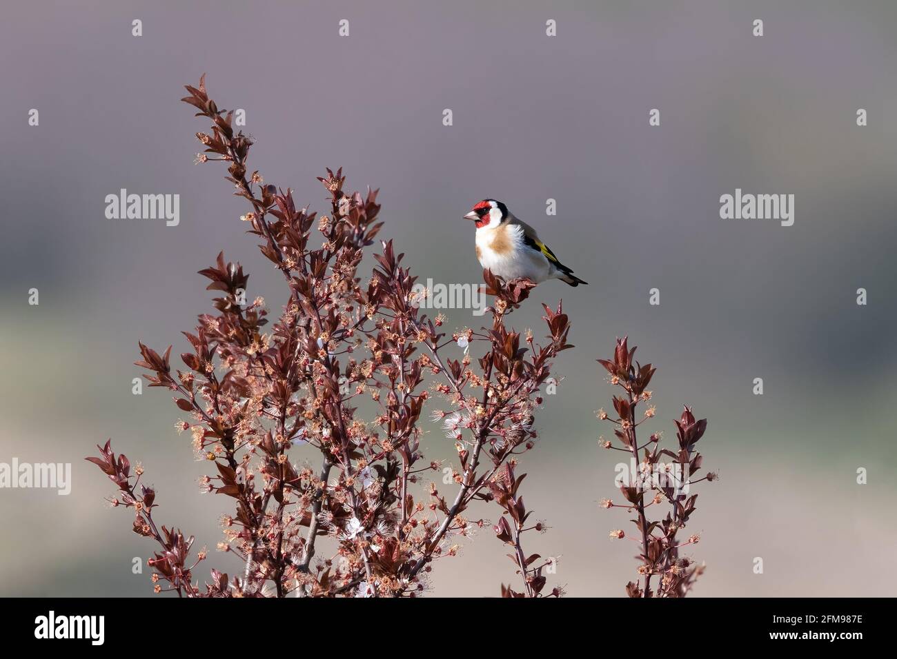 Goldfink (Carduelis carduelis) Auf einem Baumzweig mit schön verschwommenem Hintergrund Stockfoto
