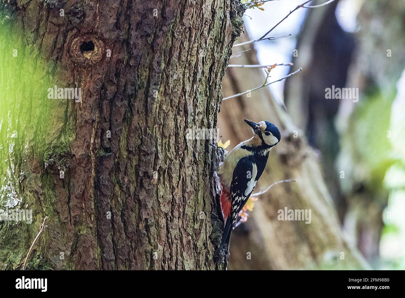 Buntspecht von Nesthole im Baum. Stockfoto