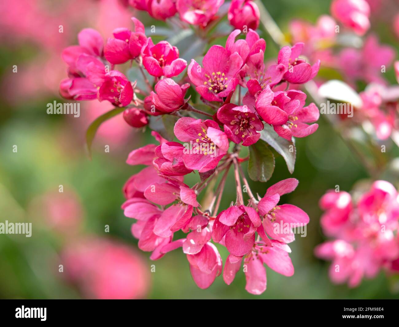 Schöne dunkelrosa Krabbenapfelblüte Stockfoto