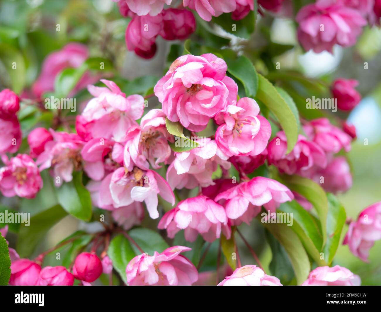 Schöne doppelte rosa Krabbe Apfelbaumblüte Stockfoto