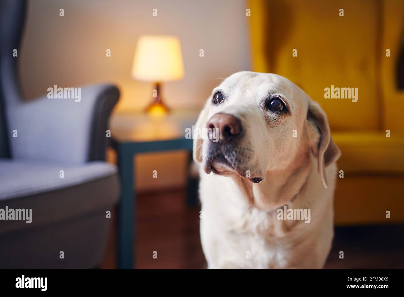 Häusliches Leben mit Hund. Porträt von niedlichen Senior labrador Retriver zu Hause. Stockfoto