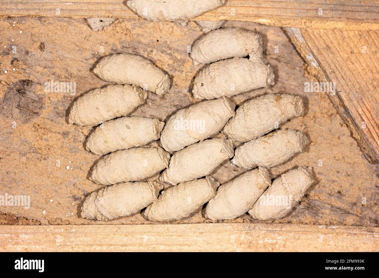 Nest mit Schlammwespen (Sceliphron) Larven in Schlammkokons auf Die Mauer einer alten Scheune Stockfoto