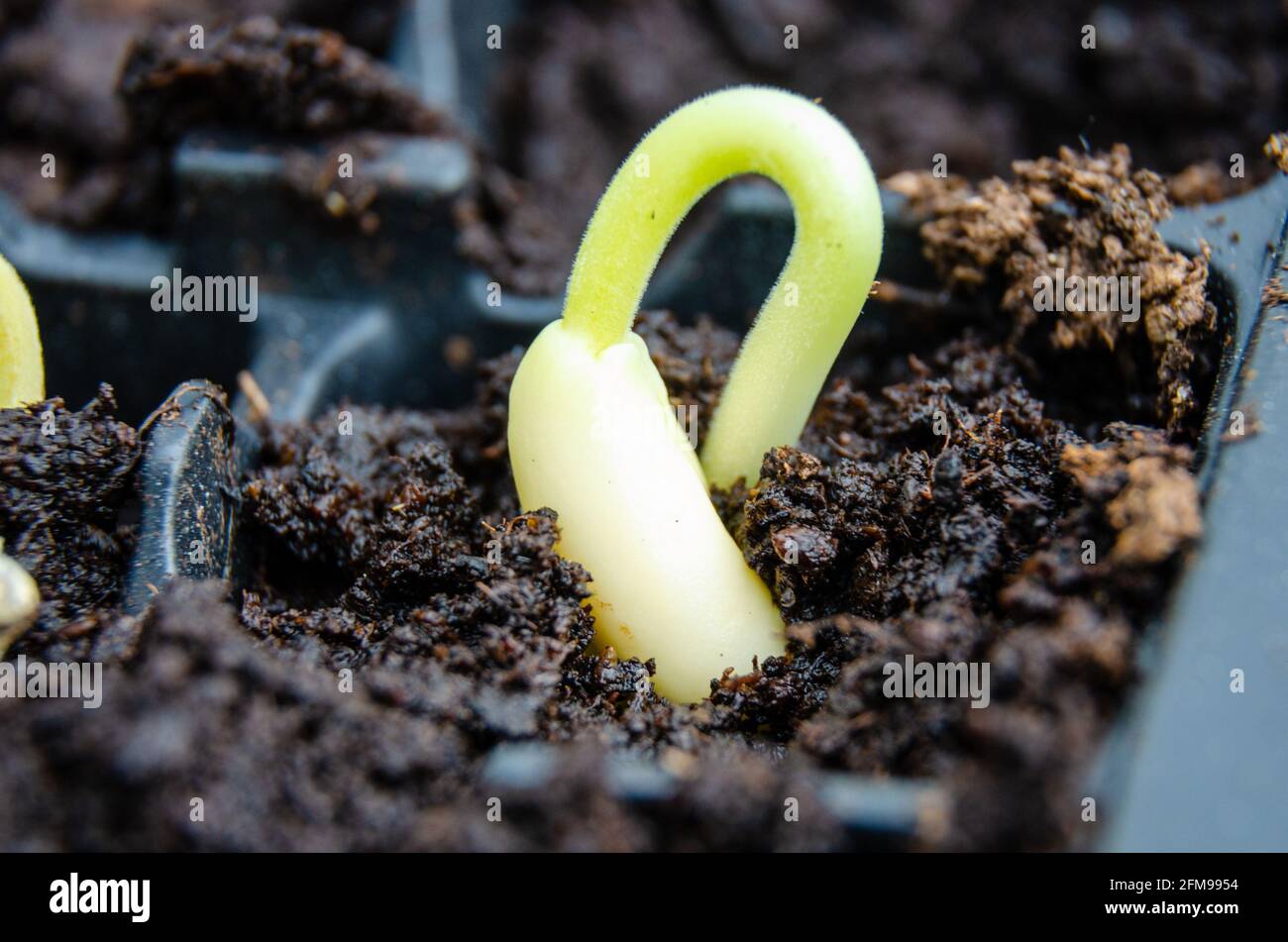 Ein Samenkeimling der Läuferbohne hat gekeimt und begann zu wachsen. Stockfoto