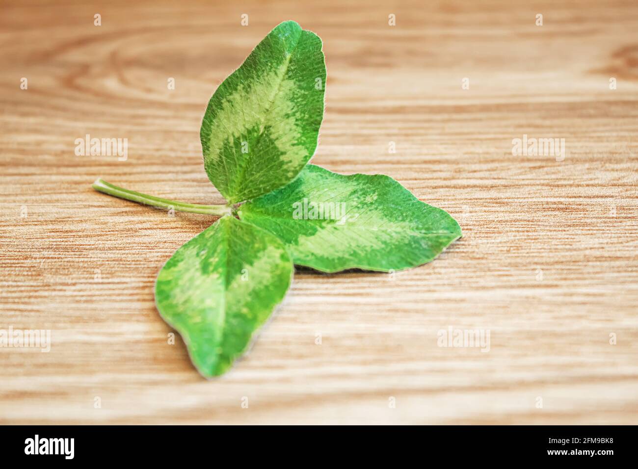 Kleeblatt. Alles gute zum St. Patrick's Day. Selektiver Fokus. Stockfoto