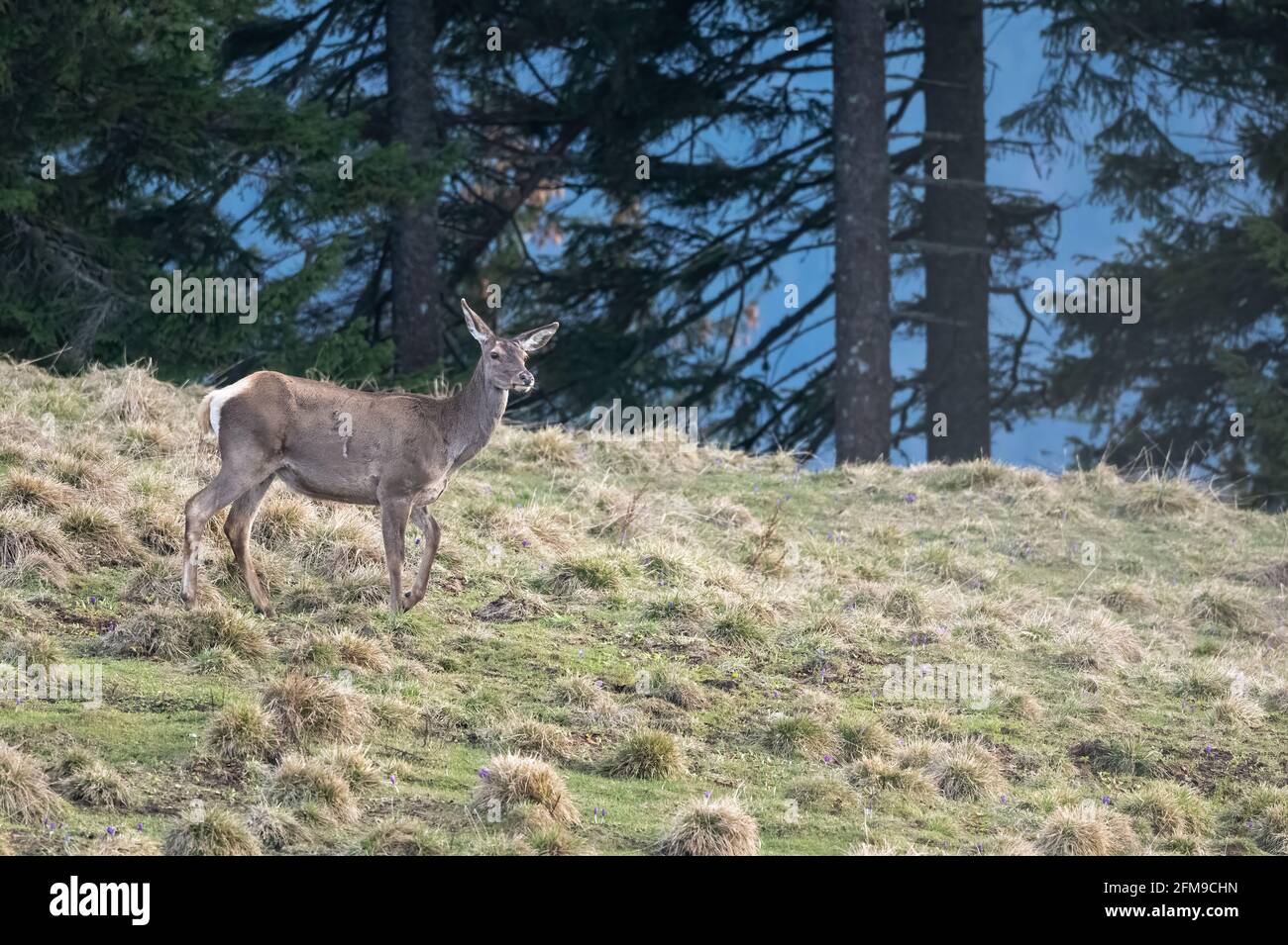 Rotwild (Cervus elaphus) in der Berglichtung Stockfoto