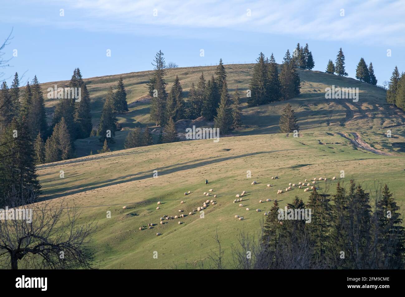 Berglandschaft mit Schafherden, die Gras auf der Wiese fressen Stockfoto