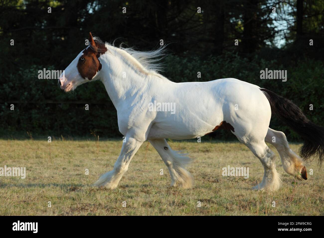 American Paint Horse Hengst galoppiert in der Dämmerung im Fahrerlager Stockfoto