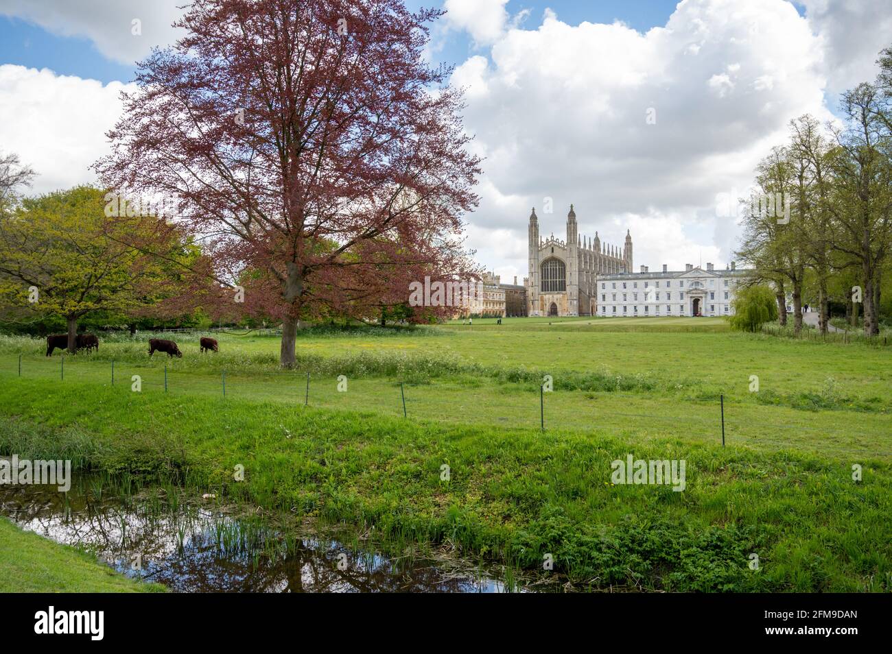 Cambridge, Großbritannien. Mai 2021. An einem gemischten Frühlingstag mit Sonne und Duschen grasen Rotvieh in den üppigen grünen Feldern hinter der Kings College Kapelle, die zur Cambridge University gehört. Es wird erwartet, dass das Wetter in Großbritannien über das Wochenende nass und wärmer wird. Kredit: Julian Eales/Alamy Live Nachrichten Stockfoto