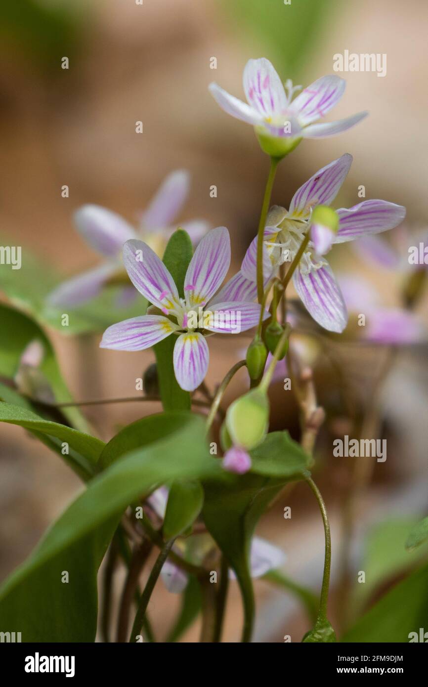 Claytonia caroliniana (Carolina Spring-beauty) blüht Stockfoto