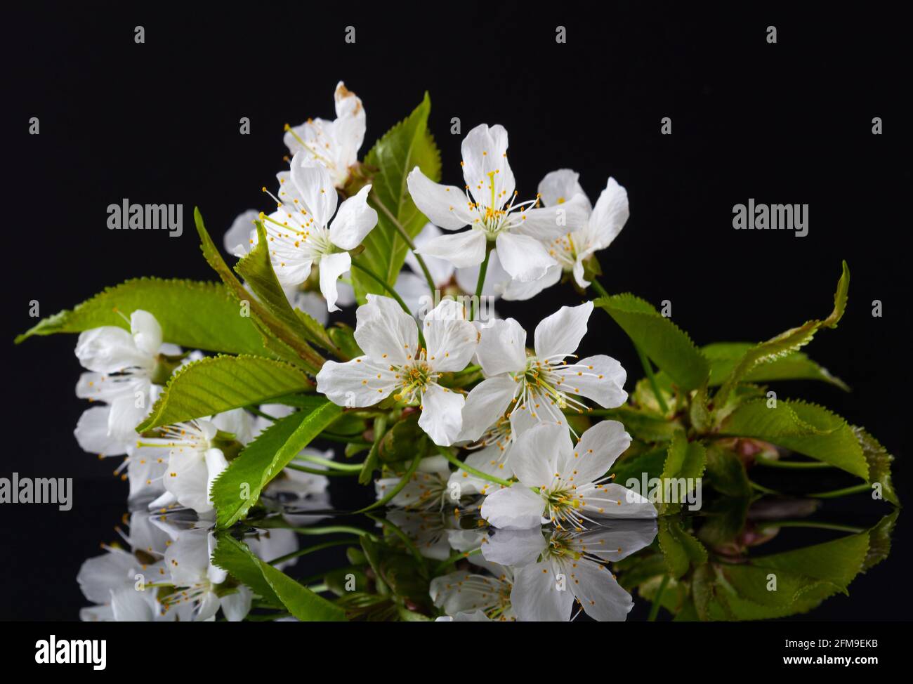 Weiße Kirschblüte auf Wasserspiegelung mit schwarzem Hintergrund Stockfoto