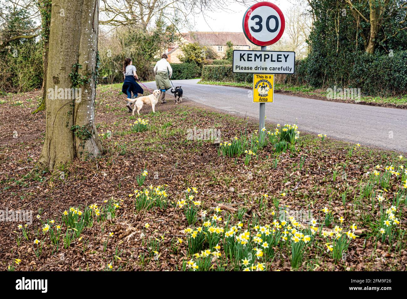 Wilde Narzissen (Narcissus pseudonarcissus) im Frühjahr am Eingang zum Dorf Kempley in der Nähe von Dymock, Gloucestershire, Großbritannien Stockfoto