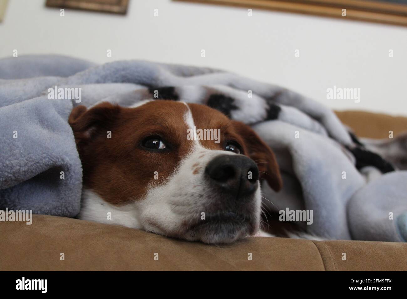 Hund kuschelt unter einer Decke Stockfoto
