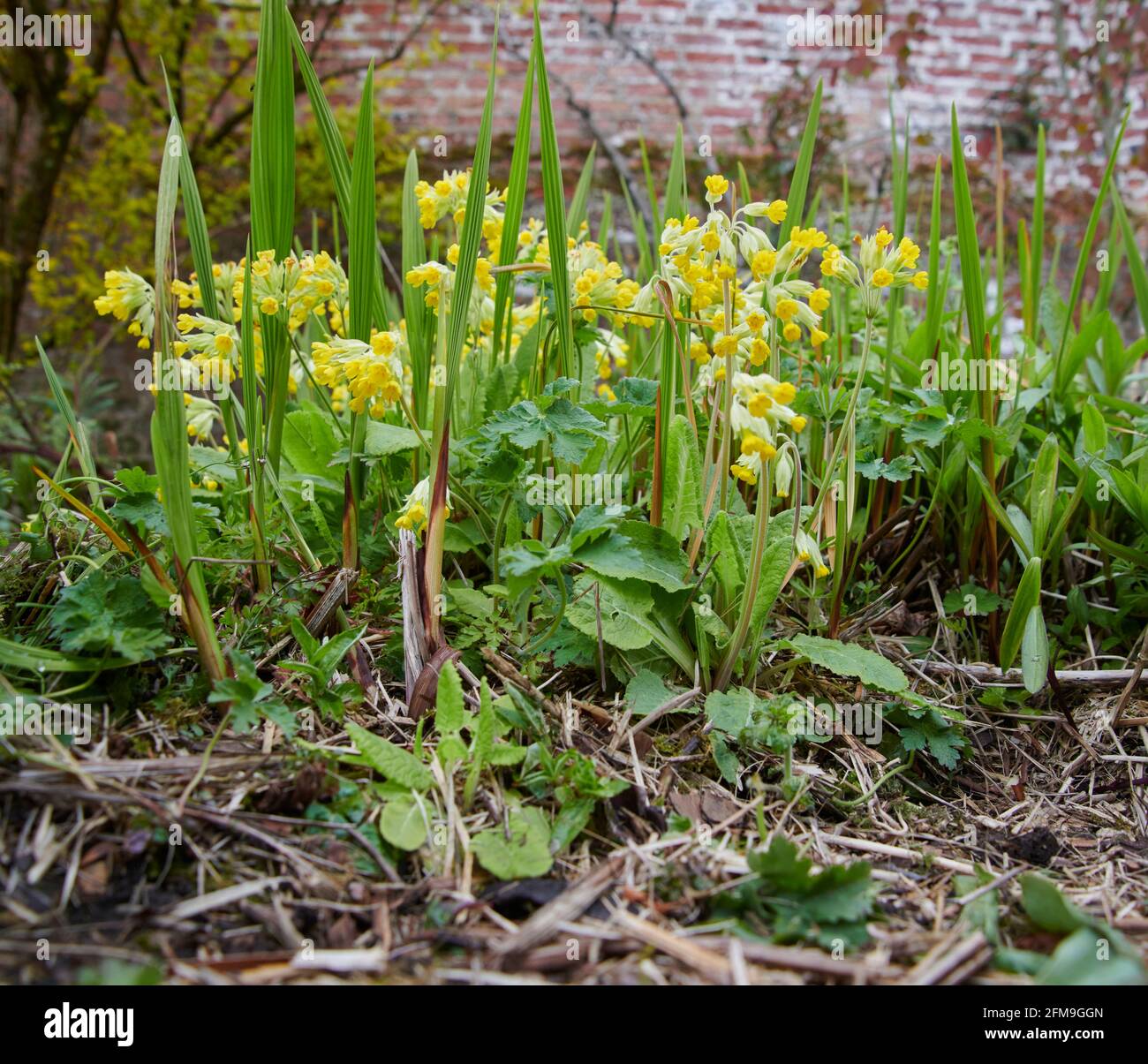 Spring Cowslips (Primula veris) wächst und blüht an einer Gartengrenze, East Yorkshire, England, Großbritannien. Stockfoto