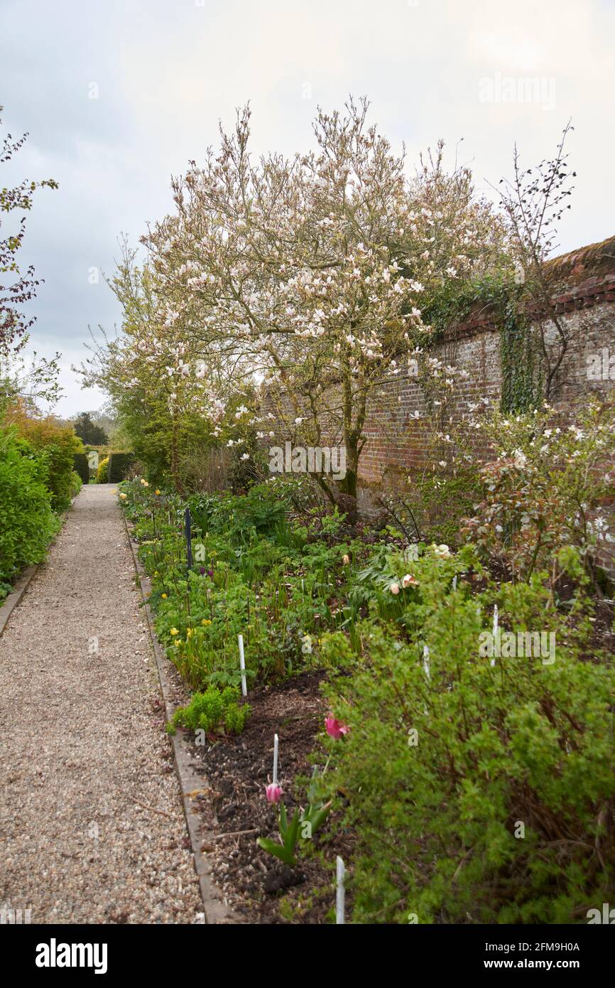 Magnolienbaum in einem elisabethanischen ummauerten Garten, East Yorkshire, England, Großbritannien. Stockfoto