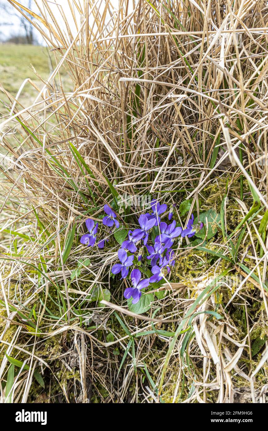 Wilde Veilchen (Viola odorata) wachsen auf Rudge Hill (Edge Common) National Nature Reserve, Edge, Gloucestershire Großbritannien Stockfoto