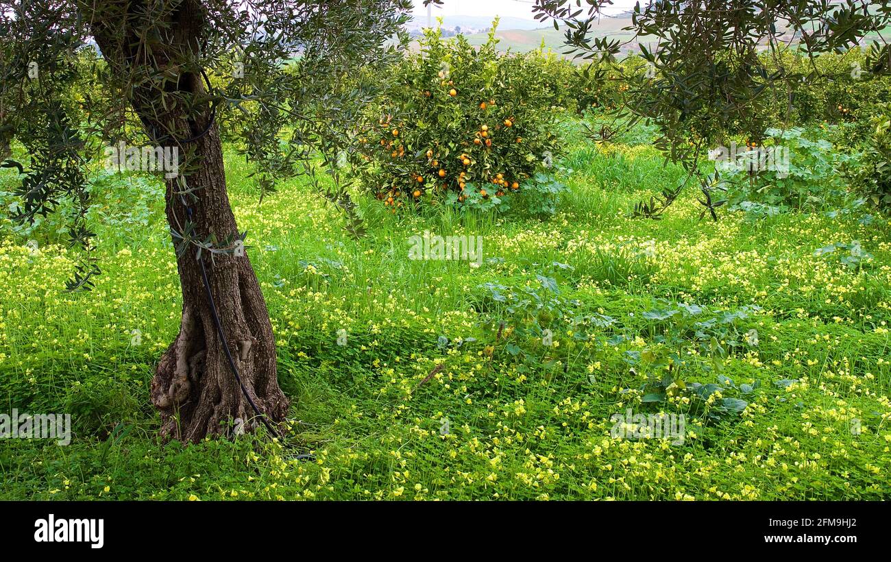 Italien, Sizilien, Catania, Raddusa, SS288, Strada Statale 288, Orangenbäume, einzelner Stamm im Vordergrund, ganzer Baum mit Orangen im Hintergrund, grüne Wiesen, gelbe Blüten Stockfoto