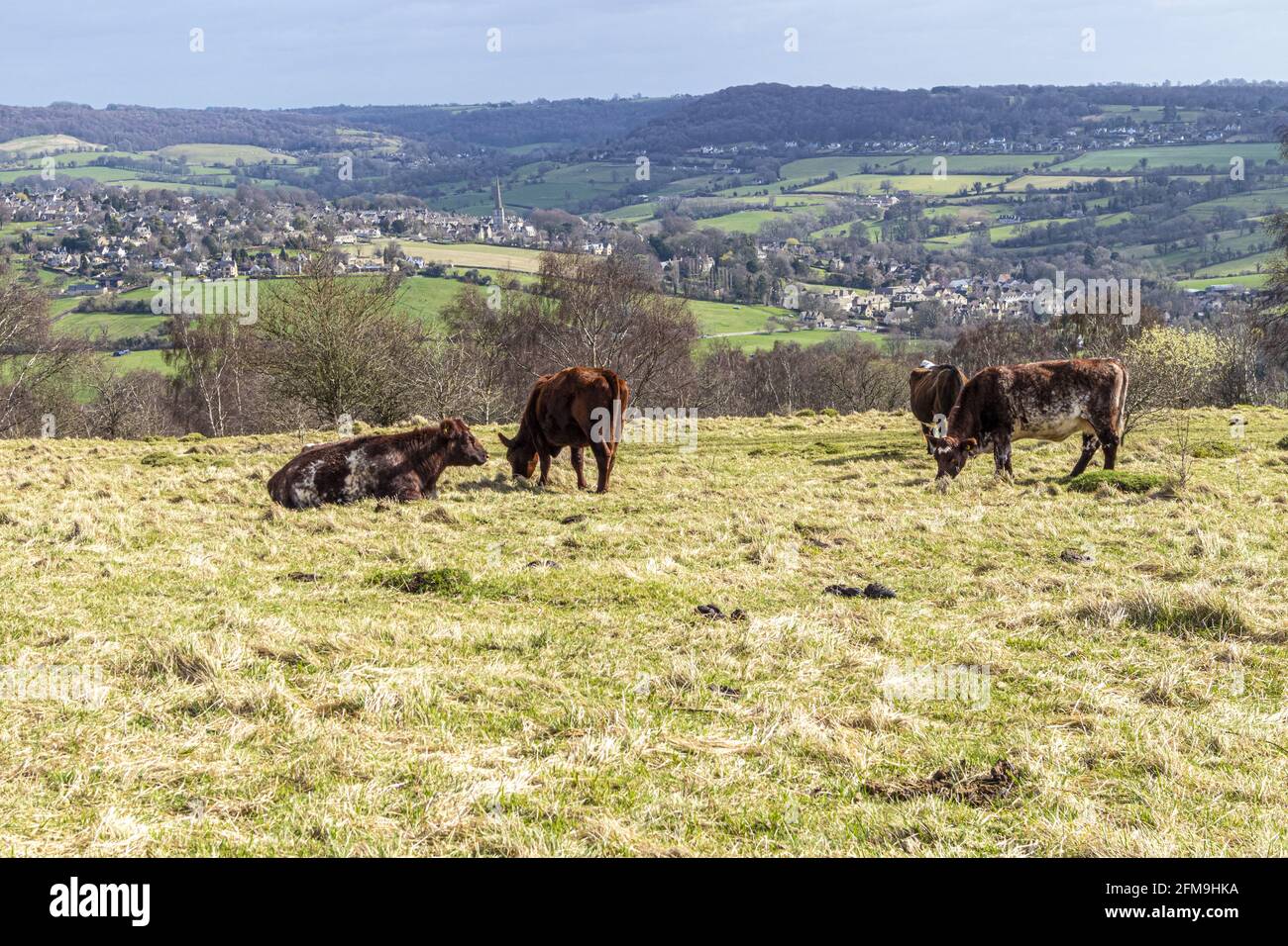 Conservation Grazing on Rudge Hill (Edge Common) National Nature Reserve, Edge, Gloucestershire Großbritannien - das Dorf Painswick ist im Hintergrund. Stockfoto