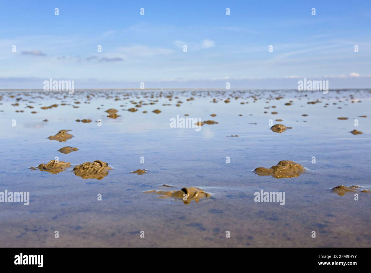Europäischer Lugwurm/Sandwurm (arenicola Marina) Abgüsse von entleckten Sedimenten am Strand bei Ebbe Stockfoto