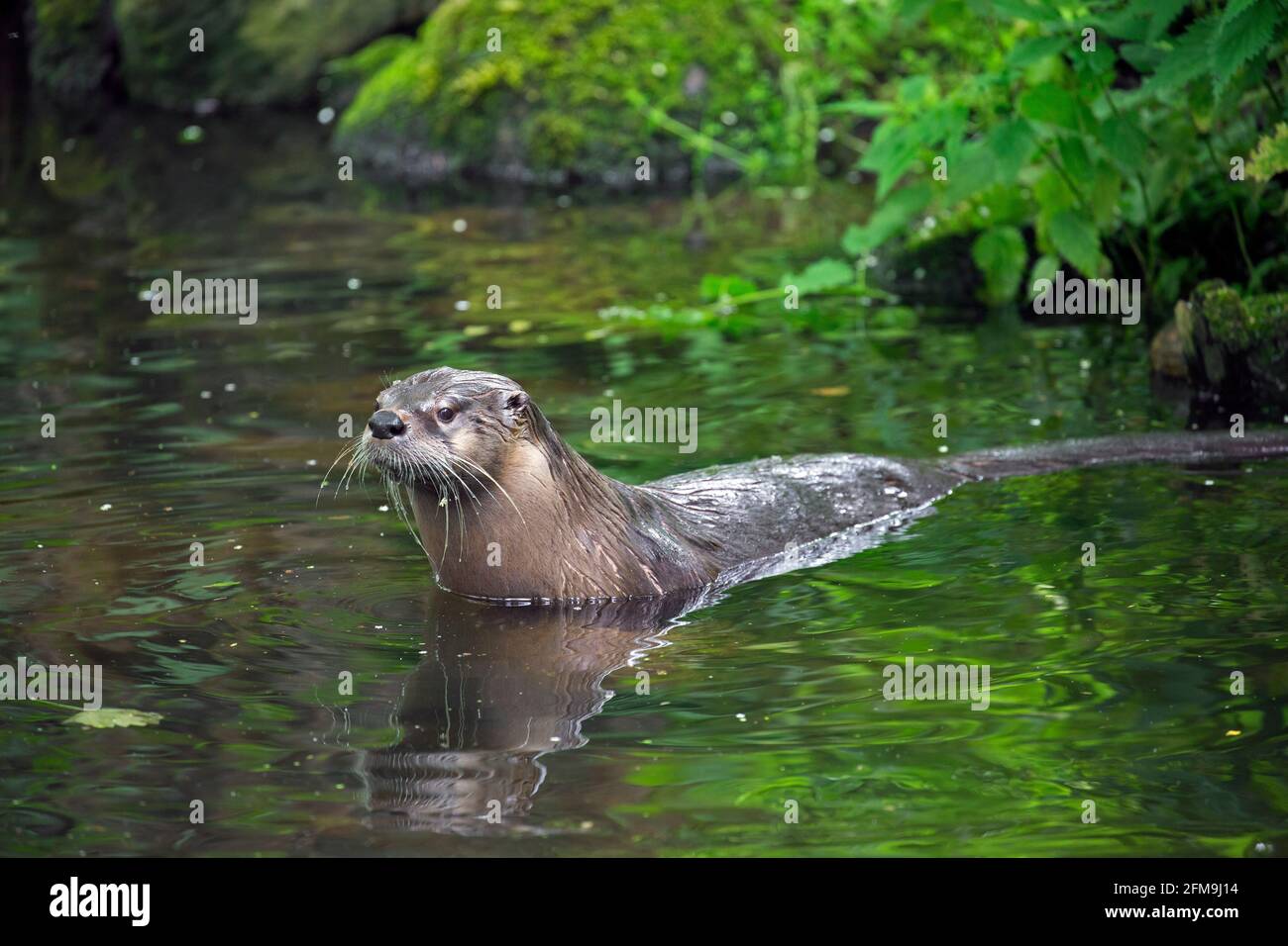 Eurasischer Otter / Europäischer Flussotter (Lutra lutra) Eintretende Wasser des Baches im Wald im Frühjahr Stockfoto