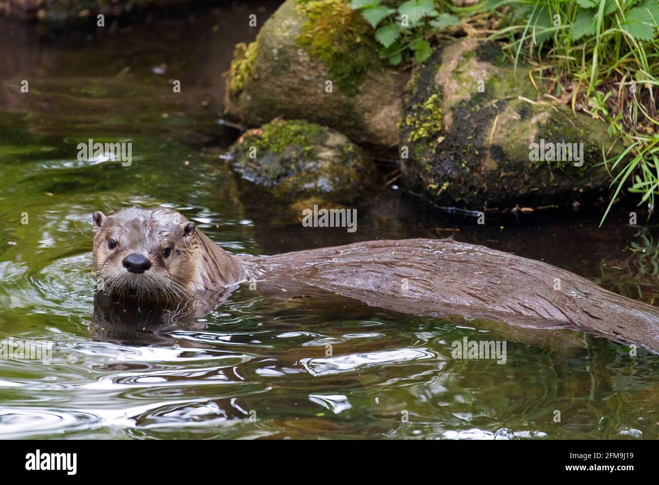 Eurasischer Otter / Europäischer Flussotter (Lutra lutra) Eintretende Wasser des Baches im Wald im Frühjahr Stockfoto