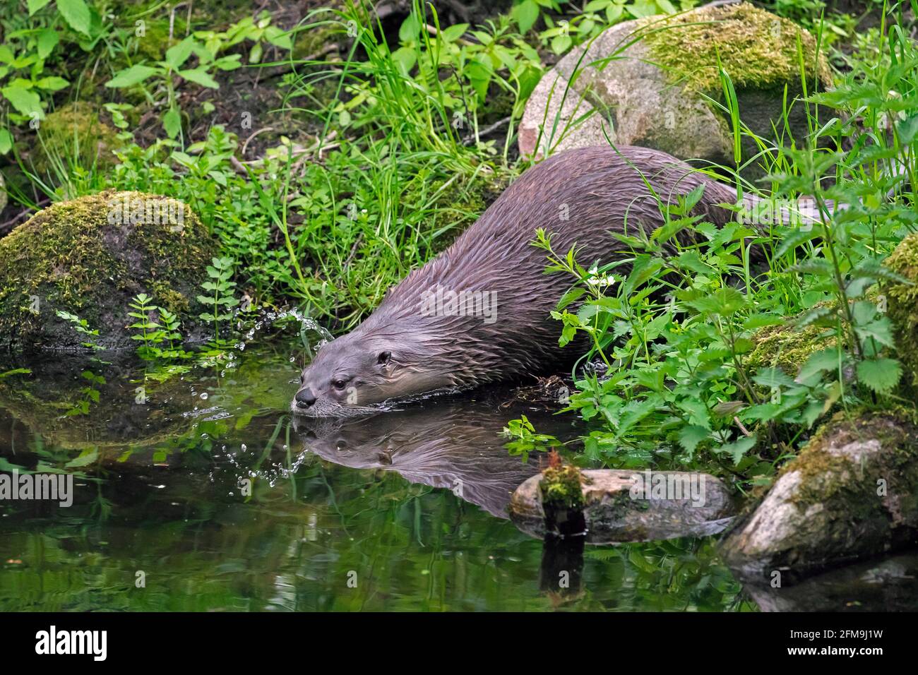 Eurasischer Otter / Europäischer Flussotter (Lutra lutra) Eintretende Wasser des Baches im Wald im Frühjahr Stockfoto