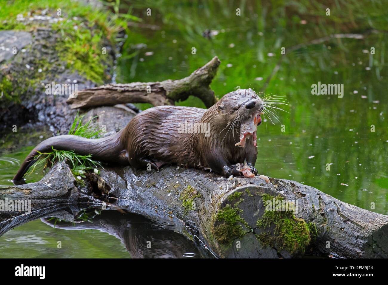 Eurasischer Otter / Europäischer Flussotter (Lutra lutra) Essen gefangener Fisch auf gefallenes Holz im Wasser des Baches Im Wald Stockfoto