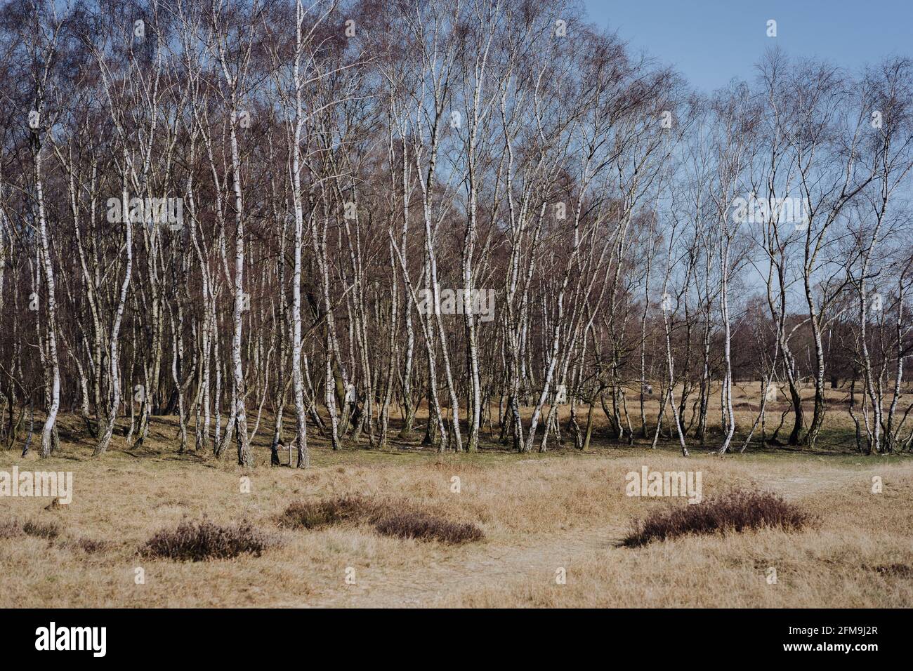 Wunderschöne Frühlingslandschaft mit Birken, die unter blauem Himmel am Rande eines Feldes stehen. Naturschutzgebiet Boberger Niederung in Hamburg, Deutschland. Stockfoto