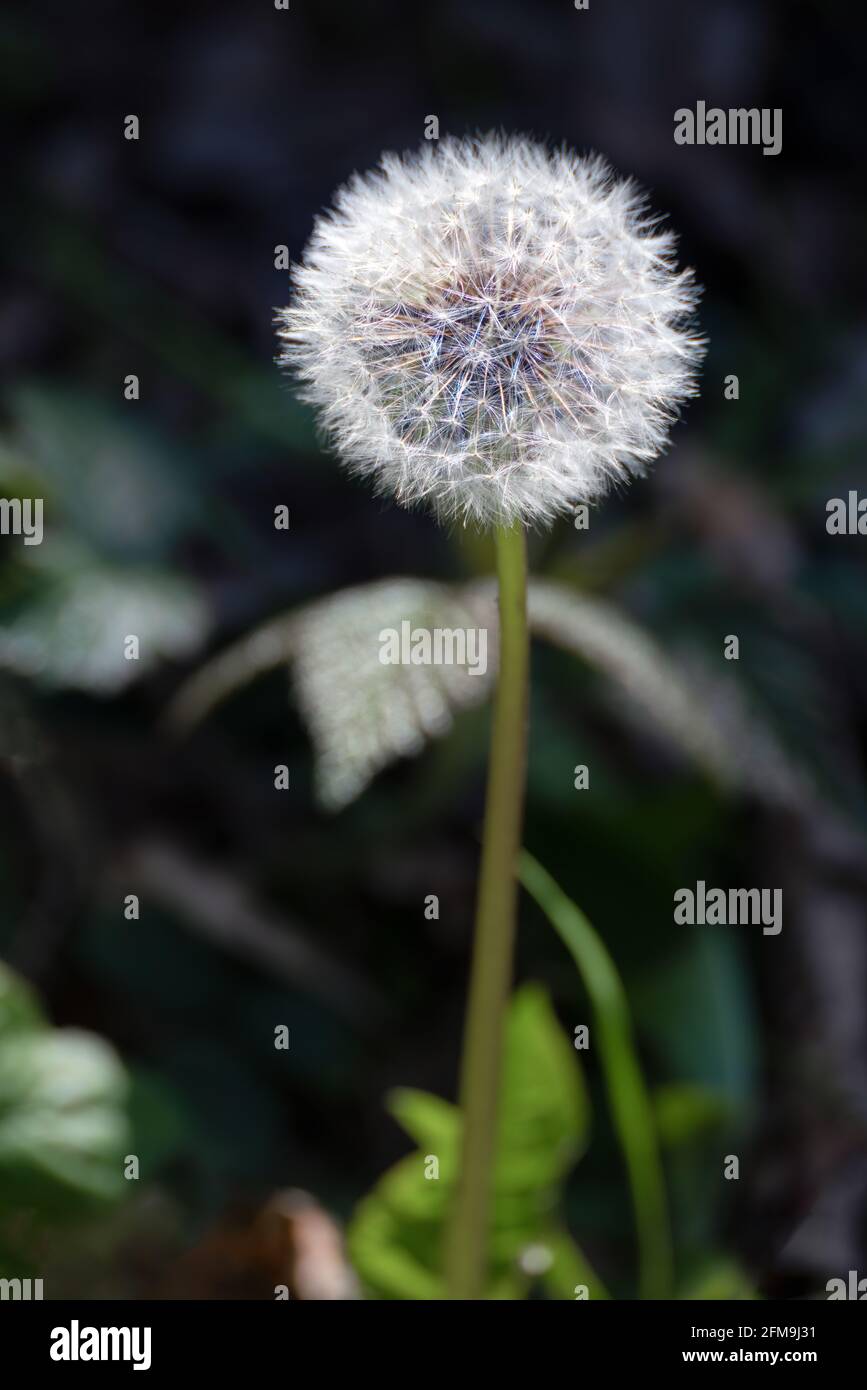 Nahaufnahme eines Löwenzahn (Taraxacum) Samenkopfes in einem Feld nahe East Grinstead Stockfoto