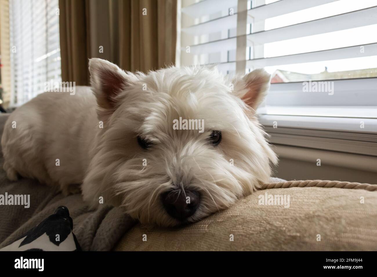 Ein süßer weißer West Highland Terrier Hund, der oben liegt Eines Sofas oder einer Couch neben einem Fenster in einem Wohnzimmer Stockfoto