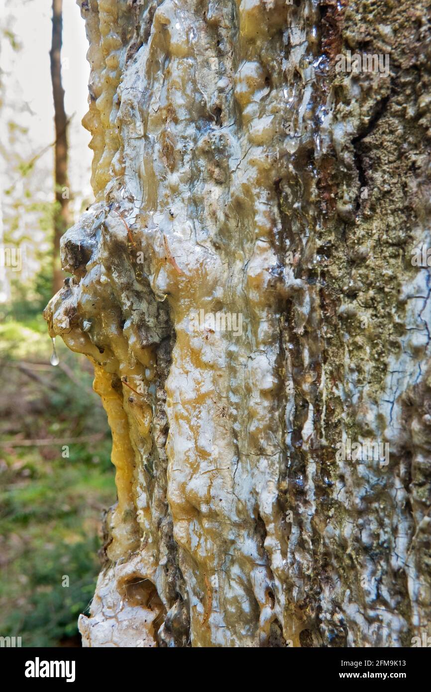 Harz tropft aus einer Kiefer in Atempons zu einer Verletzung, Nahaufnahme der Rinde einer Norwegenfichte Stockfoto