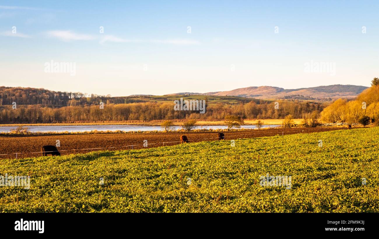 Kühe füttern auf Grünkohl entlang der Zaunlinie eines stark beweideten Feldes in der Kirkcudbright Bay, mit St.Mary's Isle im Hintergrund, Dumfries und Galloway Stockfoto