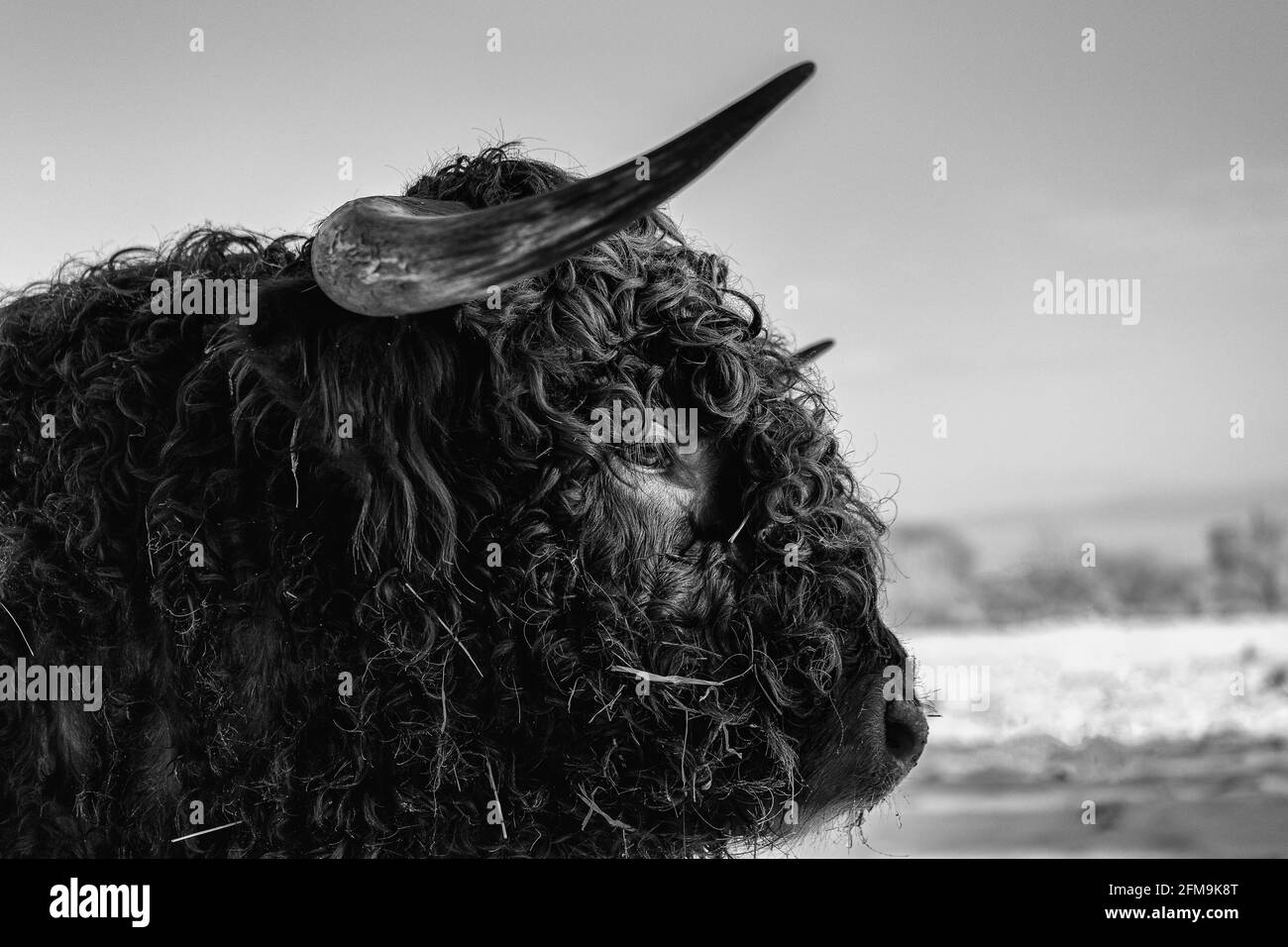 Hochlandrinder auf einer schneebedeckten Wiese in Eastfrisa Stockfoto