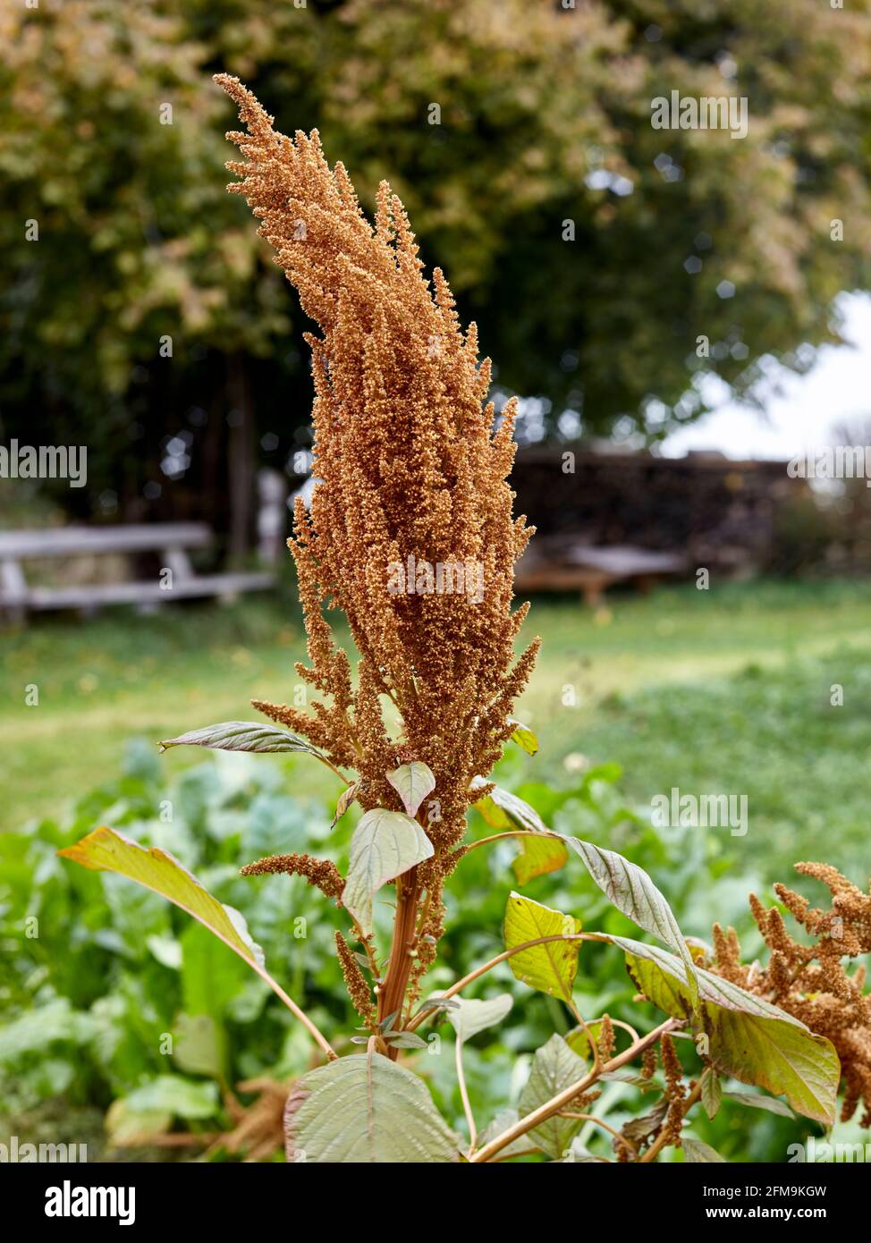 Amaranth Pflanzen Stockfotos und bilder Kaufen Alamy