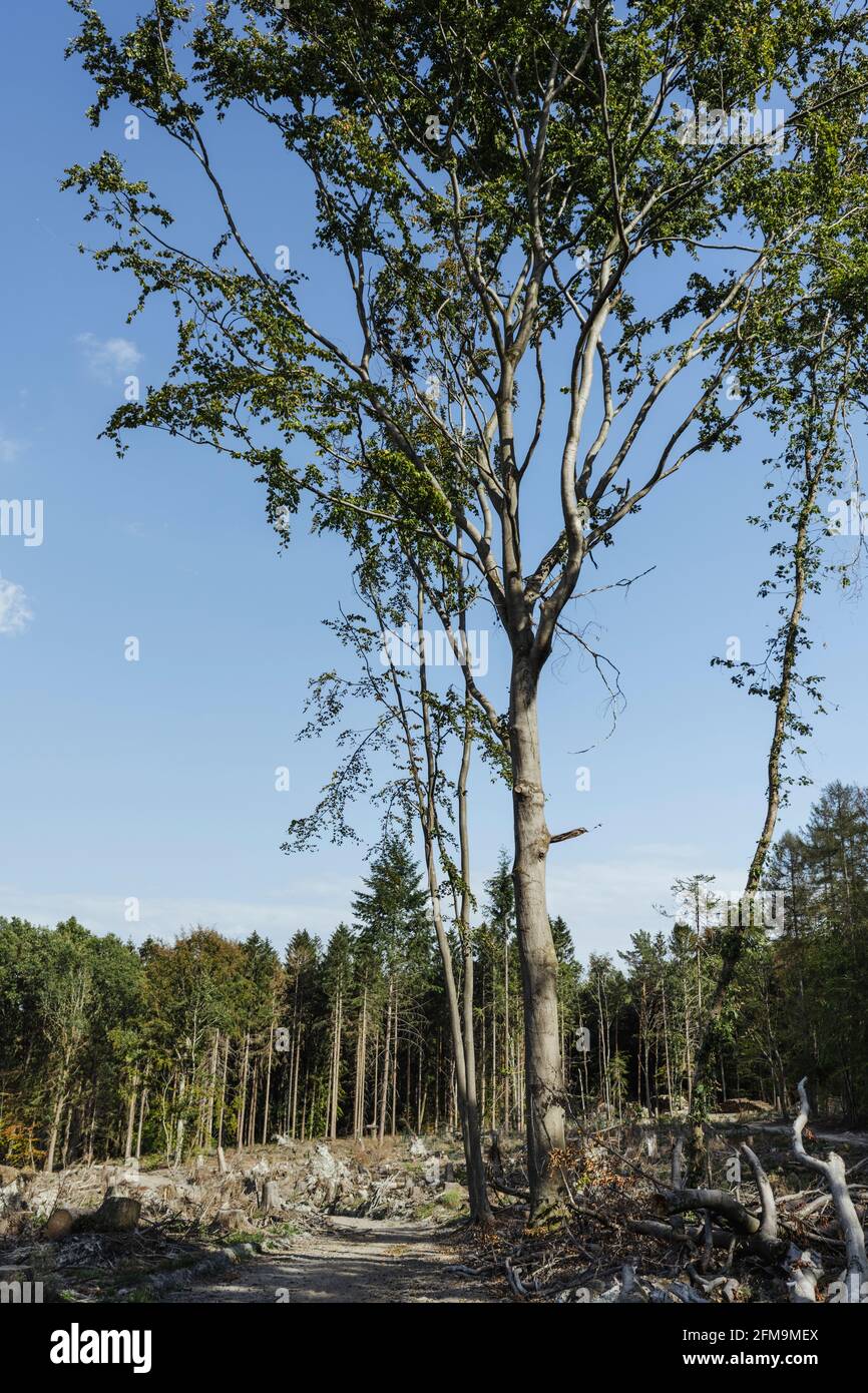 Kranke Wälder und Schnittbäume im Taunus Stockfoto